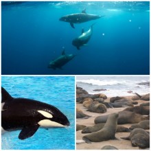dolphin, orca and sea lion marine mammal sound effects recordings