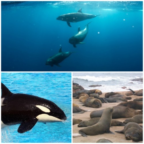 dolphin, orca and sea lion marine mammal sound effects recordings