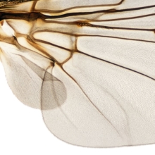 Insect Swarms sound effects