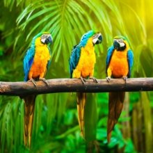 Ambisonic Exotic Bird Sound Effects